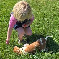 CJ Pocket Beagle, a female Beagle for sale in Falmouth, KY – 7 of 10