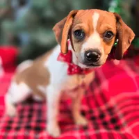 CJ 12# whengrown, a female Beagle for sale in Falmouth, KY – Photo 4 of 10