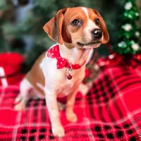CJ 12# whengrown, a female Beagle for sale in Falmouth, KY – Photo 6 of 10