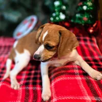 CJ 12# whengrown, a female Beagle for sale in Falmouth, KY – Photo 2 of 10