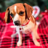 CJ 12# whengrown, a female Beagle for sale in Falmouth, KY – Photo 3 of 10
