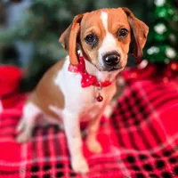 CJ 12# whengrown, a female Beagle for sale in Falmouth, KY – Photo 7 of 10
