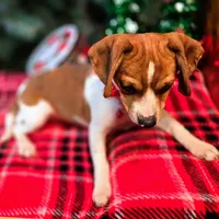 CJ 12# whengrown, a female Beagle for sale in Falmouth, KY – Photo 10 of 10