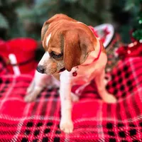 CJ 12# whengrown, a female Beagle for sale in Falmouth, KY – Photo 9 of 10