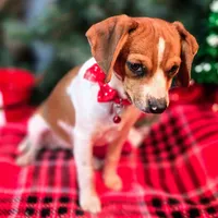 CJ 12# whengrown, a female Beagle for sale in Falmouth, KY – Photo 8 of 10