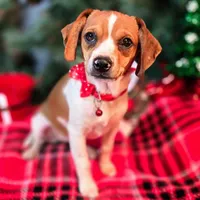 CJ 12# whengrown, a female Beagle for sale in Falmouth, KY – Photo 5 of 10
