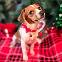 CJ 12# whengrown, a female Beagle for sale in Falmouth, KY – Photo 1 of 10