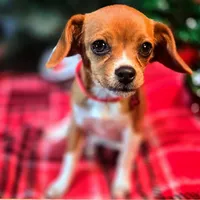 Moana Pixie Pocket Beagle, a female Beagle for sale in Falmouth, KY – Photo 6 of 10