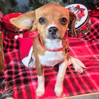 Moana Pixie Pocket Beagle, a female Beagle for sale in Falmouth, KY – Photo 10 of 10