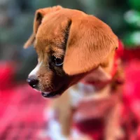 Moana Pixie Pocket Beagle, a female Beagle for sale in Falmouth, KY – Photo 9 of 10