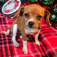 Moana Pixie Pocket Beagle, a female Beagle for sale in Falmouth, KY – Photo 8 of 10