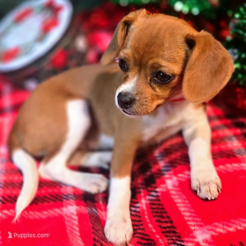 Moana Pixie Pocket Beagle