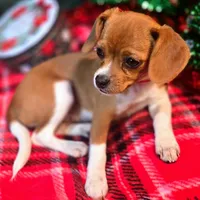 Moana Pixie Pocket Beagle, a female Beagle for sale in Falmouth, KY – Photo 1 of 10