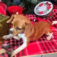 Moana Pixie Pocket Beagle, a female Beagle for sale in Falmouth, KY – Photo 3 of 10