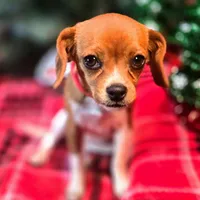 Moana Pixie Pocket Beagle, a female Beagle for sale in Falmouth, KY – Photo 7 of 10
