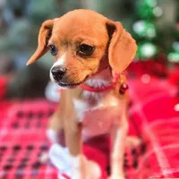 Moana Pixie Pocket Beagle, a female Beagle for sale in Falmouth, KY – Photo 5 of 10