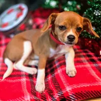 Moana Pixie Pocket Beagle, a female Beagle for sale in Falmouth, KY – Photo 2 of 10