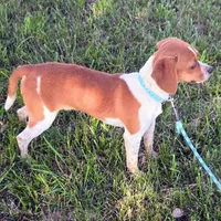 Luke Pocket Beagle, a male Beagle for sale in Falmouth, KY – 7 of 10