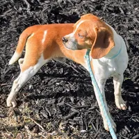 Luke Pocket Beagle, a male Beagle for sale in Falmouth, KY – 9 of 10