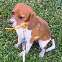 Cocoa Pocket Beagle, a female Beagle for sale in Falmouth, KY – 2 of 10