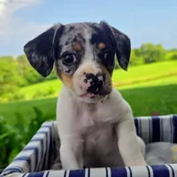 Jewell Pocket Beagle, a female Beagle for sale in Falmouth, KY – 3 of 5