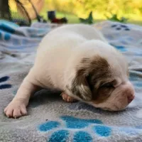 Lennon Pocket Beagle, a male Beagle for sale in Falmouth, KY – 7 of 10