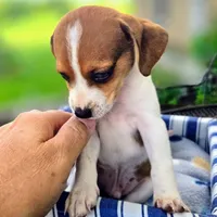 Treasure Pocket Beagle, a male Beagle for sale in Falmouth, KY – 3 of 10