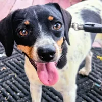 Kenzie Blue-ticked Pocket , a female Beagle for sale in Falmouth, KY – 5 of 9