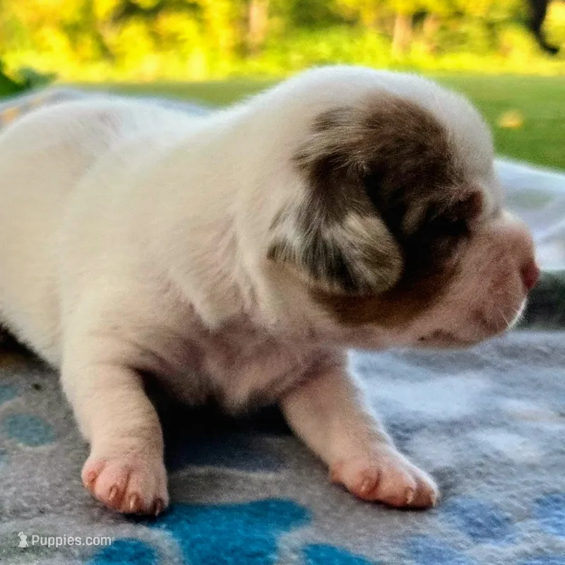 Lennon Pocket Beagle – Beagle puppy for sale in Falmouth, KY