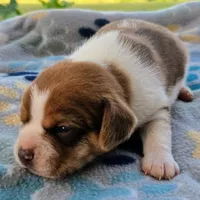 Harrison Pocket Beagle, a male Beagle for sale in Falmouth, KY – 5 of 10