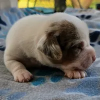 Lennon Pocket Beagle, a male Beagle for sale in Falmouth, KY – 10 of 10