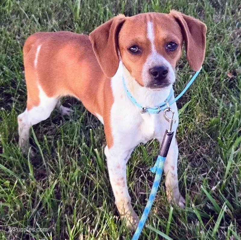 Luke Pocket Beagle – Beagle puppy for sale in Falmouth, KY