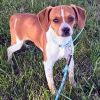 Luke Pocket Beagle, a male Beagle for sale in Falmouth, KY – 2 of 10