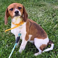 Cocoa Pocket Beagle, a female Beagle for sale in Falmouth, KY – 6 of 10