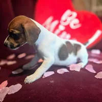 Ice Cream 9# whengrown, a male Beagle for sale in Falmouth, KY – Photo 9 of 10