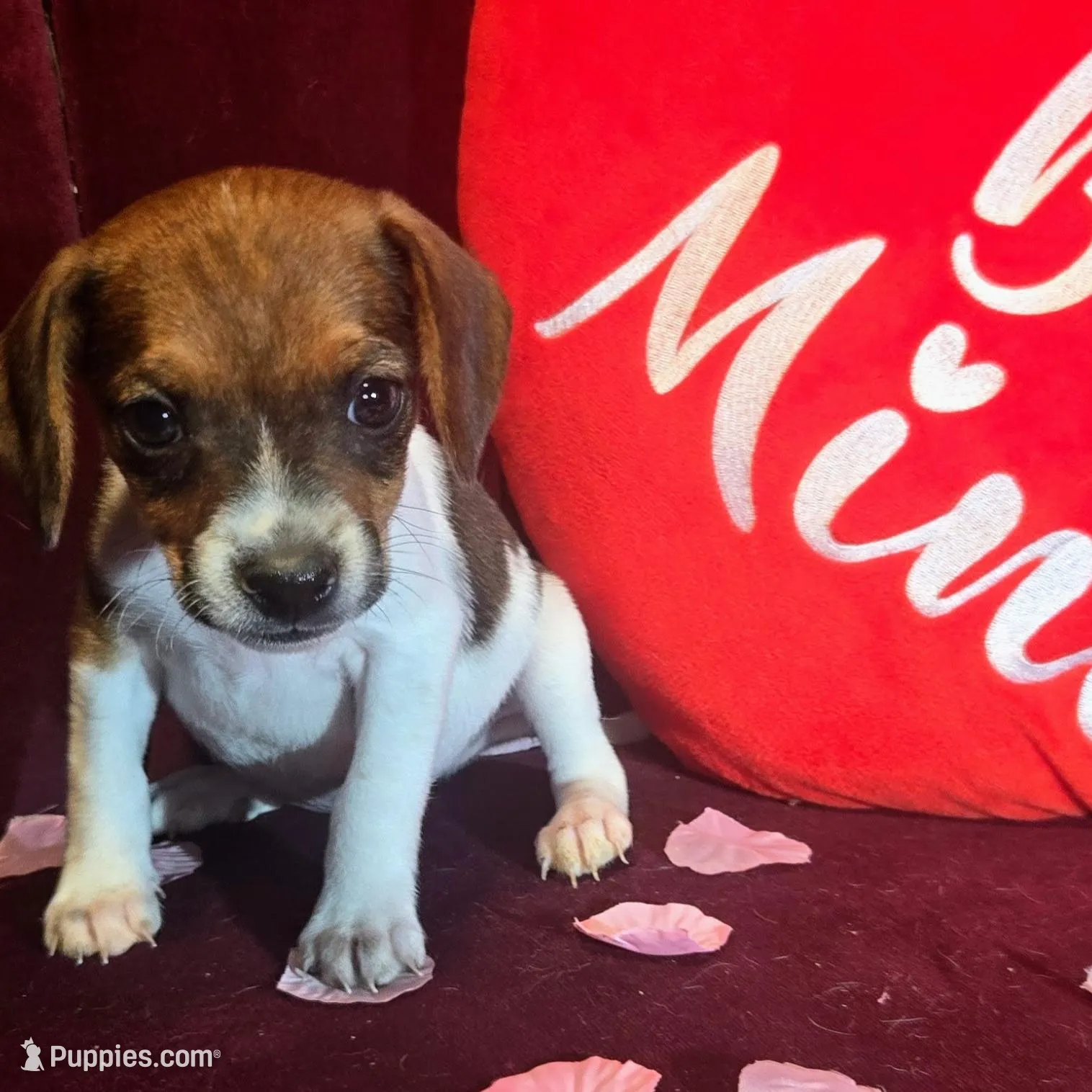 Ice Cream 9# whengrown