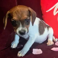 Ice Cream 9# whengrown, a male Beagle for sale in Falmouth, KY – Photo 6 of 10