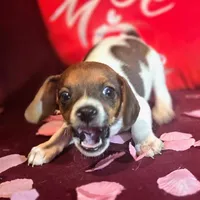 Ice Cream 9# whengrown, a male Beagle for sale in Falmouth, KY – Photo 2 of 10
