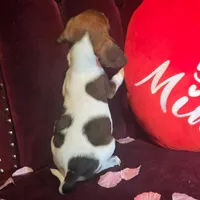 Ice Cream 9# whengrown, a male Beagle for sale in Falmouth, KY – Photo 8 of 10