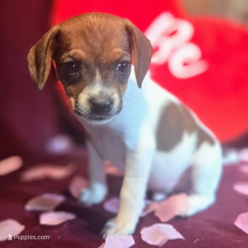 Ice Cream Pocket Beagle – Beagle puppy for sale in Falmouth, KY