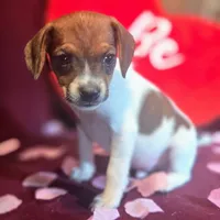 Ice Cream 9# whengrown, a male Beagle for sale in Falmouth, KY – Photo 3 of 10