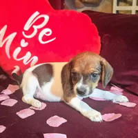 Ice Cream 9# whengrown, a male Beagle for sale in Falmouth, KY – Photo 4 of 10