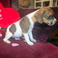 Ice Cream 9# whengrown, a male Beagle for sale in Falmouth, KY – Photo 10 of 10
