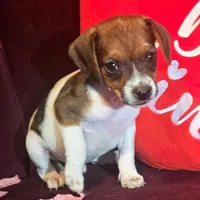 Ice Cream 9# whengrown, a male Beagle for sale in Falmouth, KY – Photo 5 of 10