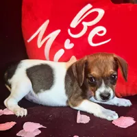 Ice Cream 9# whengrown, a male Beagle for sale in Falmouth, KY – Photo 7 of 10