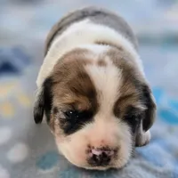 Starr Pocket Beagle, a male Beagle for sale in Falmouth, KY – 2 of 10