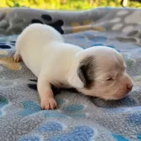 McCartney Pocket Beagle, a male Beagle for sale in Falmouth, KY – 10 of 10