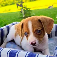 Gold Pocket Beagle, a male Beagle for sale in Falmouth, KY – 6 of 10