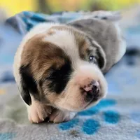 Starr Pocket Beagle, a male Beagle for sale in Falmouth, KY – 9 of 10