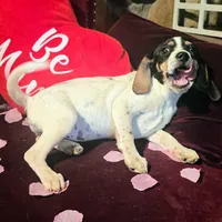 Kaylee Pocket Beagle, a female Beagle for sale in Falmouth, KY – Photo 10 of 10